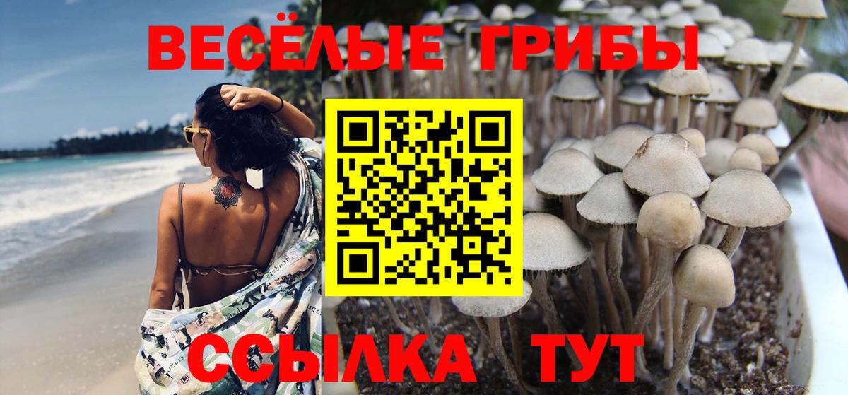 Галлюциногенные грибы Cubensis  хочу наркоту  Владикавказ 
